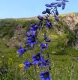 stračka vyvýšená <i>(Delphinium elatum)</i> / Květ/Květenství