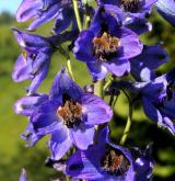 stračka vyvýšená <i>(Delphinium elatum)</i> / Květ/Květenství