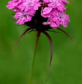 hvozdík vousatý <i>(Dianthus barbatus)</i> / Květ/Květenství