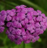 hvozdík vousatý <i>(Dianthus barbatus)</i> / Květ/Květenství