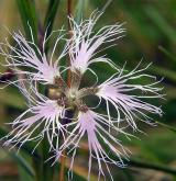 hvozdík pyšný <i>(Dianthus superbus)</i> / Květ/Květenství