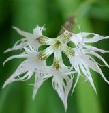 hvozdík pyšný <i>(Dianthus superbus)</i> / Květ/Květenství