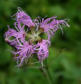 hvozdík pyšný <i>(Dianthus superbus)</i> / Květ/Květenství