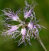 hvozdík pyšný <i>(Dianthus superbus)</i> / Květ/Květenství