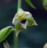 kruštík polabský <i>(Epipactis albensis)</i> / Květ/Květenství