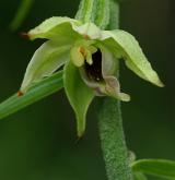 kruštík růžkatý <i>(Epipactis muelleri)</i> / Květ/Květenství