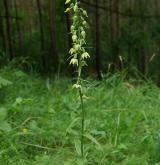 kruštík růžkatý <i>(Epipactis muelleri)</i> / Habitus
