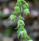 kruštík růžkatý <i>(Epipactis muelleri)</i> / Květ/Květenství