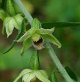 kruštík růžkatý <i>(Epipactis muelleri)</i> / Květ/Květenství