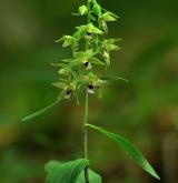 kruštík přehlížený <i>(Epipactis neglecta)</i> / Habitus