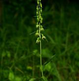kruštík přehlížený <i>(Epipactis neglecta)</i> / Habitus