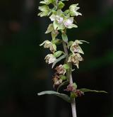 kruštík nepravý <i>(Epipactis pseudopurpurata)</i> / Habitus