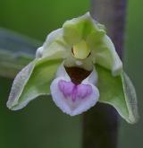 kruštík modrofialový <i>(Epipactis purpurata)</i> / Květ/Květenství