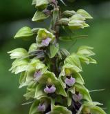 kruštík modrofialový <i>(Epipactis purpurata)</i> / Květ/Květenství