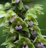 kruštík modrofialový <i>(Epipactis purpurata)</i> / Květ/Květenství