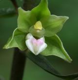 kruštík modrofialový <i>(Epipactis purpurata)</i> / Květ/Květenství