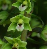 kruštík modrofialový <i>(Epipactis purpurata)</i> / Květ/Květenství