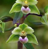 kruštík modrofialový <i>(Epipactis purpurata)</i> / Květ/Květenství