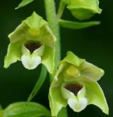 kruštík uherský <i>(Epipactis tallosii)</i> / Květ/Květenství
