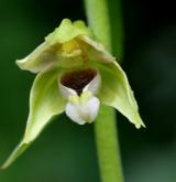 kruštík uherský <i>(Epipactis tallosii)</i> / Květ/Květenství