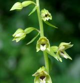 kruštík uherský <i>(Epipactis tallosii)</i> / Květ/Květenství