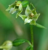 kruštík uherský <i>(Epipactis tallosii)</i> / Květ/Květenství