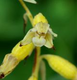 kruštík uherský <i>(Epipactis tallosii)</i> / Květ/Květenství