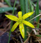 křivatec luční <i>(Gagea pratensis)</i> / Květ/Květenství