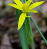 křivatec luční <i>(Gagea pratensis)</i> / Habitus
