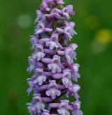 pětiprstka hustokvětá <i>(Gymnadenia densiflora)</i> / Květ/Květenství