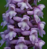 pětiprstka hustokvětá <i>(Gymnadenia densiflora)</i> / Květ/Květenství
