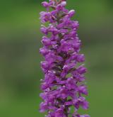pětiprstka hustokvětá <i>(Gymnadenia densiflora)</i> / Květ/Květenství