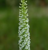 pětiprstka hustokvětá <i>(Gymnadenia densiflora)</i> / Květ/Květenství