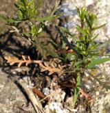 řeřicha rumní <i>(Lepidium ruderale)</i> / List