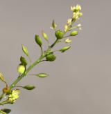 řeřicha rumní <i>(Lepidium ruderale)</i> / Plod