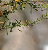 řeřicha rumní <i>(Lepidium ruderale)</i> / Plod