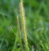 jitrocel větší <i>(Plantago major)</i> / Květ/Květenství