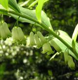 kokořík mnohokvětý <i>(Polygonatum multiflorum)</i> / Květ/Květenství