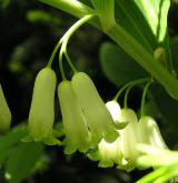 kokořík mnohokvětý <i>(Polygonatum multiflorum)</i> / Květ/Květenství