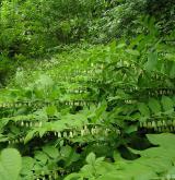 kokořík mnohokvětý <i>(Polygonatum multiflorum)</i> / Porost