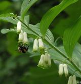 kokořík mnohokvětý <i>(Polygonatum multiflorum)</i> / Květ/Květenství