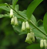 kokořík mnohokvětý <i>(Polygonatum multiflorum)</i> / Květ/Květenství