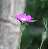 koukol polní <i>(Agrostemma githago)</i> / Květ/Květenství