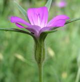 koukol polní <i>(Agrostemma githago)</i> / Květ/Květenství