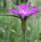 koukol polní <i>(Agrostemma githago)</i> / Květ/Květenství