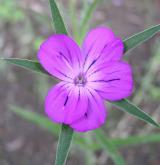 koukol polní <i>(Agrostemma githago)</i> / Květ/Květenství