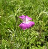 koukol polní <i>(Agrostemma githago)</i> / Květ/Květenství