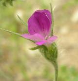 koukol polní <i>(Agrostemma githago)</i> / Květ/Květenství