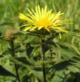 oman srstnatý <i>(Inula hirta)</i> / Květ/Květenství