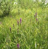 prstnatec pleťový <i>(Dactylorhiza incarnata)</i> / Porost